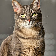 Lucky a rejoint le concours — aidez-le/la à gagner de superbes lots ! cat, tabby, green_eyes, fur, whiskers, pet, animal, portrait, close_up, indoor, mammal, feline, sitting, looking_at_camera, striped, cute, domestic_animal, soft_light, calm, background_blur