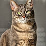 cat, tabby, green_eyes, fur, whiskers, pet, animal, portrait, close_up, indoor, mammal, feline, sitting, looking_at_camera, striped, cute, domestic_animal, soft_light, calm, background_blur