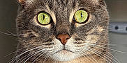 Lucky participe au concours pour gagner de l'argent avec cette photo : cat, tabby, close_up, green_eyes, whiskers, fur, pet, animal, portrait, indoor, focused, sharp, curious, domestic_cat, mammal, cute, face, ears, nose, sitting