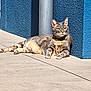 Lucky a rejoint le concours — aidez-le/la à gagner de superbes lots ! cat, tabby, animal, pet, outdoor, sunlight, concrete, blue_wall, pole, relaxed, feline, resting, daylight, striped, whiskers, ears, green_eyes, shadow, texture, side_view