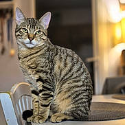 Coopie participe au concours pour gagner de l'argent avec cette photo : animal, blurred_background, cat, chair, cozy, domestic_cat, fur, green_eyes, indoor, lamp, looking_at_camera, paws, pet, placemat, portrait, sitting, stripes, tabby_cat, table, whiskers