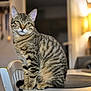 animal, blurred_background, cat, chair, cozy, domestic_cat, fur, green_eyes, indoor, lamp, looking_at_camera, paws, pet, placemat, portrait, sitting, stripes, tabby_cat, table, whiskers