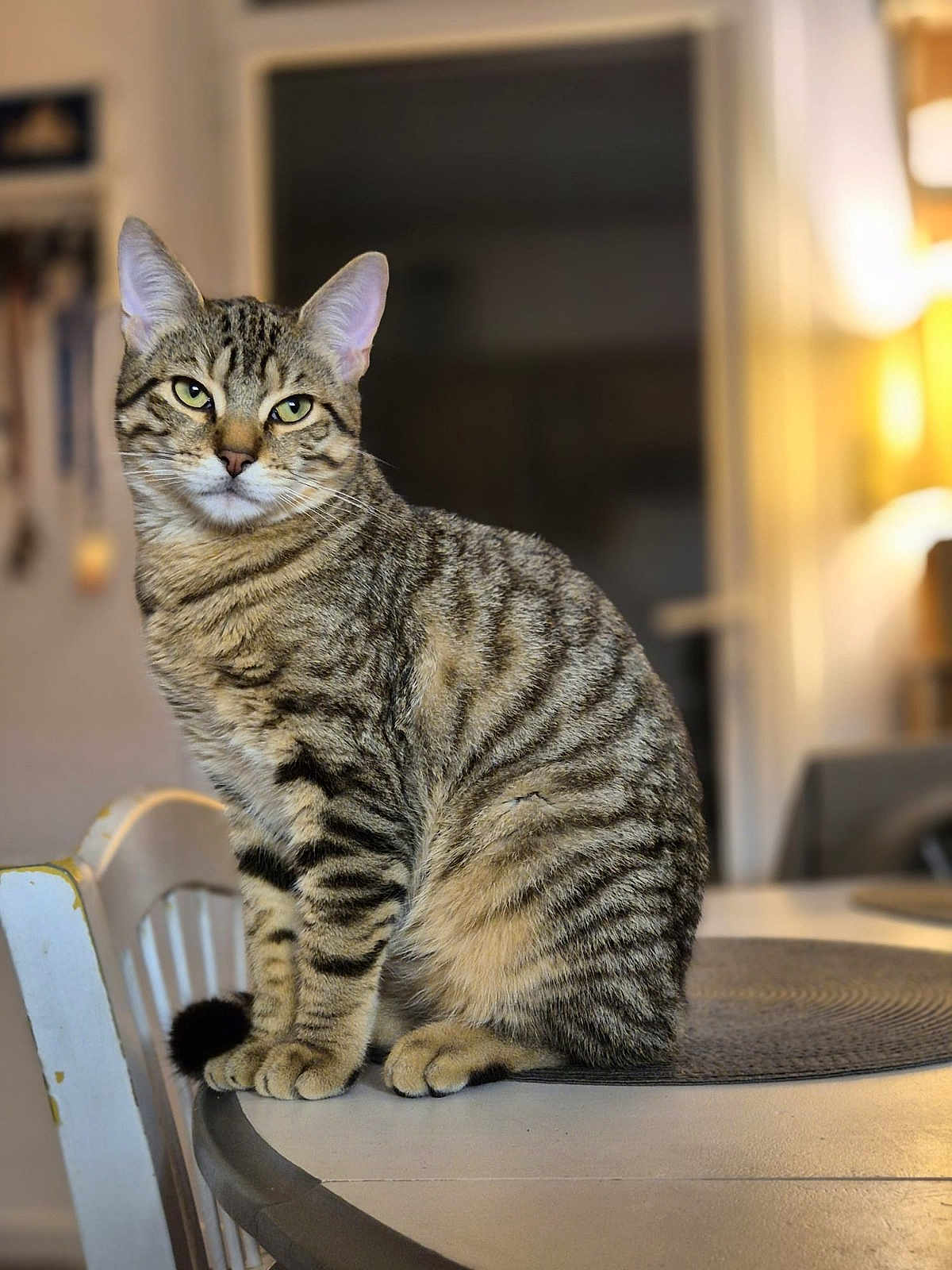 Coopie participe au concours pour gagner de l'argent avec cette photo : animal, blurred_background, cat, chair, cozy, domestic_cat, fur, green_eyes, indoor, lamp, looking_at_camera, paws, pet, placemat, portrait, sitting, stripes, tabby_cat, table, whiskers