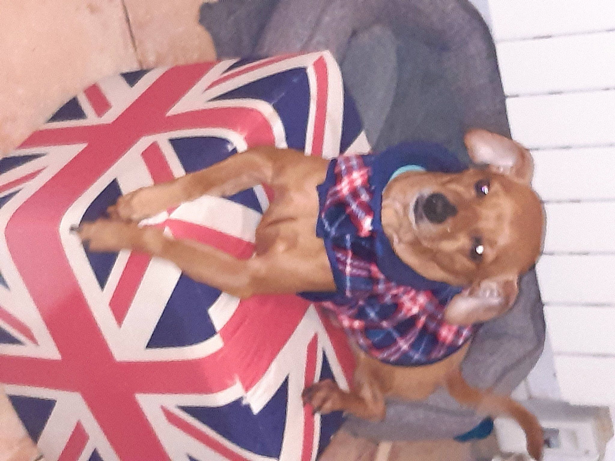 Jekyll a rejoint le concours — aidez-le/la à gagner de superbes lots ! art, artist, carnivore, chest, companion_dog, dog, dog_breed, dog_supply, elbow, fawn, fun, human_leg, liver, logo, non_sporting_group, pattern, sportswear, thigh, visual_arts, working_animal