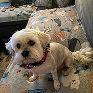 Lucky is registered to the contest to win money with this photo: animal, blanket, cat, collar, companion, couch, cozy, cute, dog, domestic, fur, furniture, home, indoor, pattern, pet, relaxing, resting, small_dog, tabby_cat