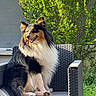 Uno participe au concours pour gagner de l'argent avec cette photo : dog, shetland_sheepdog, collie, pet, fluffy, long_hair, tri_color, black, white, tan, sitting, smiling, open_mouth, outdoor, garden, patio, chair, backyard, greenery, portrait