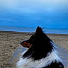 Uno participe au concours pour gagner de l'argent avec cette photo : dog, beach, seaside, sand, ocean, sky, cloudy_sky, outdoors, animal, pet, black_and_white, fluffy, long_hair, sitting, profile, harness, leash, shoreline, portrait, smartphone_screenshot