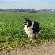 Uno participe au concours pour gagner de l'argent avec cette photo : dog, border_collie, black_and_white_dog, tan_markings, long_hair, fluffy_coat, standing, harness, outdoors, field, grass, farmland, countryside, rural, village, landscape, sky, clouds, horizon, nature