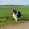 dog, border_collie, black_and_white_dog, tan_markings, long_hair, fluffy_coat, standing, harness, outdoors, field, grass, farmland, countryside, rural, village, landscape, sky, clouds, horizon, nature