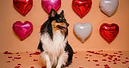 Uno participe au concours pour gagner de l'argent avec cette photo : dog, australian_shepherd, pet, fluffy, long_hair, tricolor, sitting, portrait, indoors, romantic, valentines_day, heart_balloons, rose_petals, red, pink, white, studio, backdrop, cute, photography