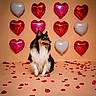 dog, australian_shepherd, pet, fluffy, long_hair, tricolor, sitting, portrait, indoors, romantic, valentines_day, heart_balloons, rose_petals, red, pink, white, studio, backdrop, cute, photography