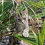 kitten, cat, gray_tabby, paw, green_leaves, palm_leaves, plants, outdoor, sky, clouds, sunlight, wood, stone, garden, curious, young_cat, nature, pet, animal, closeup