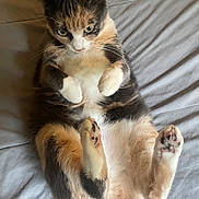 Momo is registered to the contest to win money with this photo: cat, calico, pet, animal, feline, fur, paws, whiskers, cute, relaxed, indoor, bed, blanket, lying_down, soft, domestic_animal, sleepy, resting, close_up, paw_pads
