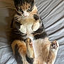 cat, calico, pet, animal, feline, fur, paws, whiskers, cute, relaxed, indoor, bed, blanket, lying_down, soft, domestic_animal, sleepy, resting, close_up, paw_pads