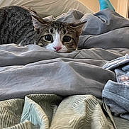 Bandit is registered to the contest to win money with this photo: cat, tabby, pet, animal, face, eyes, whiskers, pink_nose, striped_fur, bed, blanket, bedding, bedroom, indoors, cozy, sleeping, hiding, portrait, cute, wide_eyed