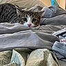 cat, tabby, pet, animal, face, eyes, whiskers, pink_nose, striped_fur, bed, blanket, bedding, bedroom, indoors, cozy, sleeping, hiding, portrait, cute, wide_eyed