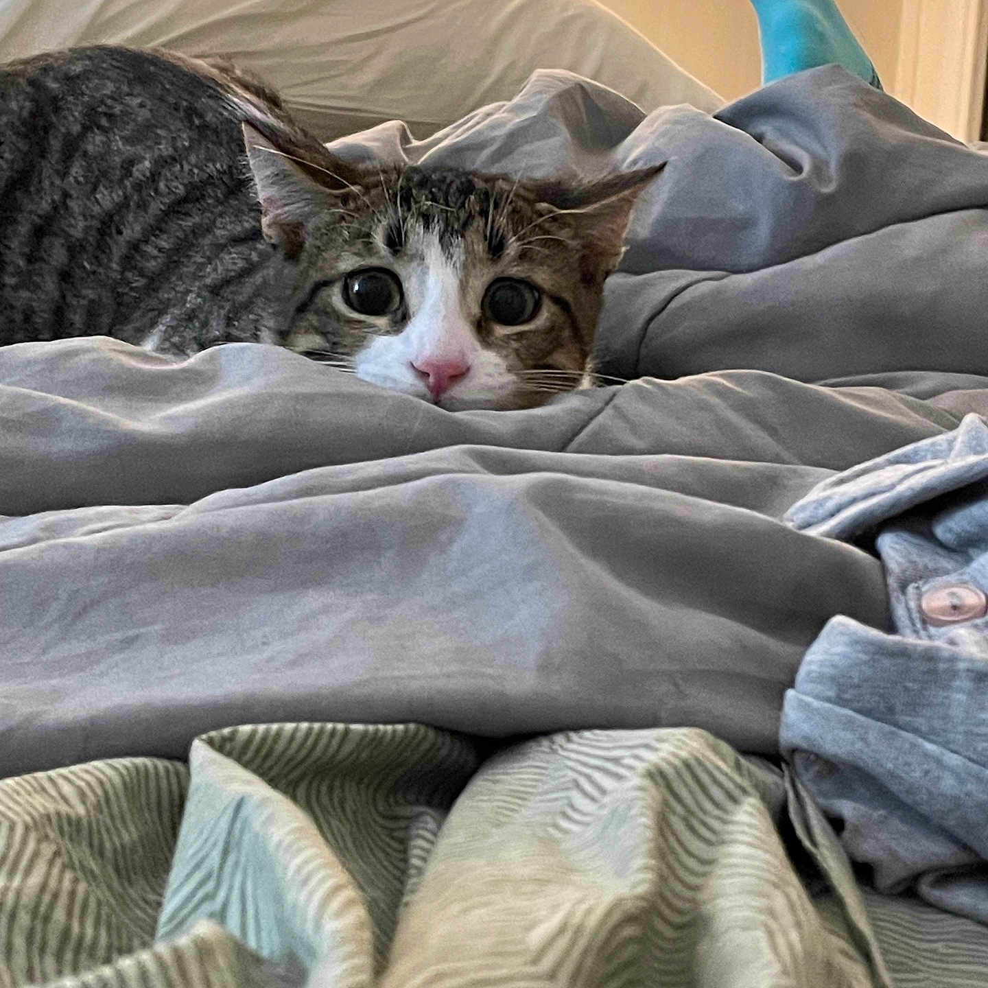 Bandit is registered to the contest to win money with this photo: cat, tabby, pet, animal, face, eyes, whiskers, pink_nose, striped_fur, bed, blanket, bedding, bedroom, indoors, cozy, sleeping, hiding, portrait, cute, wide_eyed