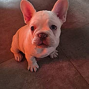 Arès participe au concours pour gagner de l'argent avec cette photo : puppy, dog, french_bulldog, indoor, floor, tile, cute, pet, animal, ears, white_fur, young, sitting, looking_up, wooden_furniture, shadow, soft_lighting, home, adorable, curious