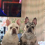 Arès participe au concours pour gagner de l'argent avec cette photo : dog, french_bulldog, pet, indoor, wooden_wall, plant, tv_screen, curious, ears, sitting, cozy, companion, animal, domestic, furniture, home, cute, portrait, two_dogs, face