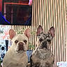 dog, french_bulldog, pet, indoor, wooden_wall, plant, tv_screen, curious, ears, sitting, cozy, companion, animal, domestic, furniture, home, cute, portrait, two_dogs, face