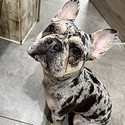 Athena a rejoint le concours — aidez-le/la à gagner de superbes lots ! dog, french_bulldog, merle_coat, pet, animal, canine, ears_up, sitting, looking_up, indoor, tile_floor, brown_eyes, short_hair, snout, whiskers, cute, companion, domestic_animal, portrait, curious