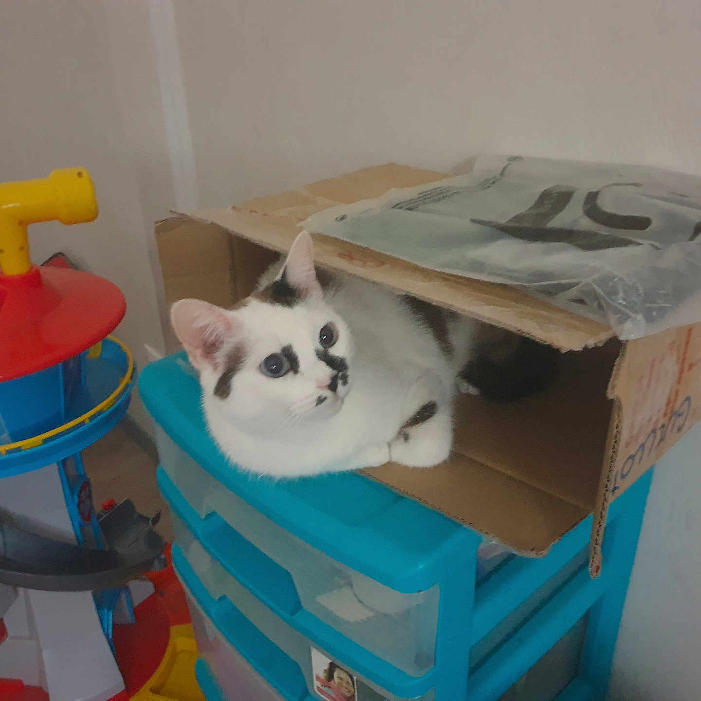 Myla participe au concours pour gagner de l'argent avec cette photo : animal, box, cardboard, carton, cat, crate, drawer, face, furniture, head, indoors, kitten, manx, person, pet, plastic, plywood, shelf, toy, wood