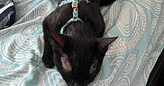 Princess Kitty joined the competition — help win amazing prizes! black_cat, cat, sleeping, bed, bedding, pillow, harness, pet, indoor, cozy, feline, resting, patterned_bedspread, fur, animal, cute, domestic_animal, quiet, calm, comfort