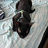 black_cat, cat, sleeping, bed, bedding, pillow, harness, pet, indoor, cozy, feline, resting, patterned_bedspread, fur, animal, cute, domestic_animal, quiet, calm, comfort