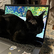 Princess Kitty is registered to the contest to win money with this photo: black_cat, cat, laptop, keyboard, indoor, animal, pet, resting, closed_eyes, technology, screen, colorful_background, cozy, feline, sitting, computer, sticker, floor, carpet, chair_leg