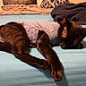 cat, black_cat, sleeping, bed, blanket, pillow, indoor, pet, animal, feline, fur, cute, resting, cozy, clothing, blue, soft, domestic, relaxed, comfort