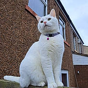 Mau is registered to the contest to win money with this photo: alone, animal, bell, brick_wall, building, cat, collar, domestic_animal, fence, fur, moody, outdoor, pet, portrait, quiet, sitting, sky, texture, white_cat, window
