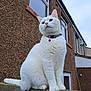 alone, animal, bell, brick_wall, building, cat, collar, domestic_animal, fence, fur, moody, outdoor, pet, portrait, quiet, sitting, sky, texture, white_cat, window