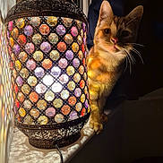 Marshall is registered to the contest to win money with this photo: animal, cat, colorful, cozy, curious, dark, decorative, face, glow, indoor, lantern, light, mosaic, night, orange_tabby, pet, shadow, warm_light, whiskers, window