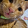 adorable, animal, cat, close_range, close_up, curious, cute, domestic_cat, face, feline, fur, green_collar, indoor, orange_tabby, pet, pink_nose, portrait, soft_focus, tongue, whiskers