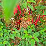 animal, branches, bush, cat, closeup, curious, daylight, eyes, face, foliage, ginger_cat, greenery, leaf, mammal, nature, outdoor, pet, plants, red_flowers, wildlife