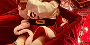 Jaina Willow is registered to the contest to win money with this photo: baby, child, christmas, santa_hat, holiday_lights, gift_wrap, ornament, red_clothing, festive, smiling, indoors, celebration, cute, holiday_decor, toddler, white_clothing, plush, seasonal, happy, person