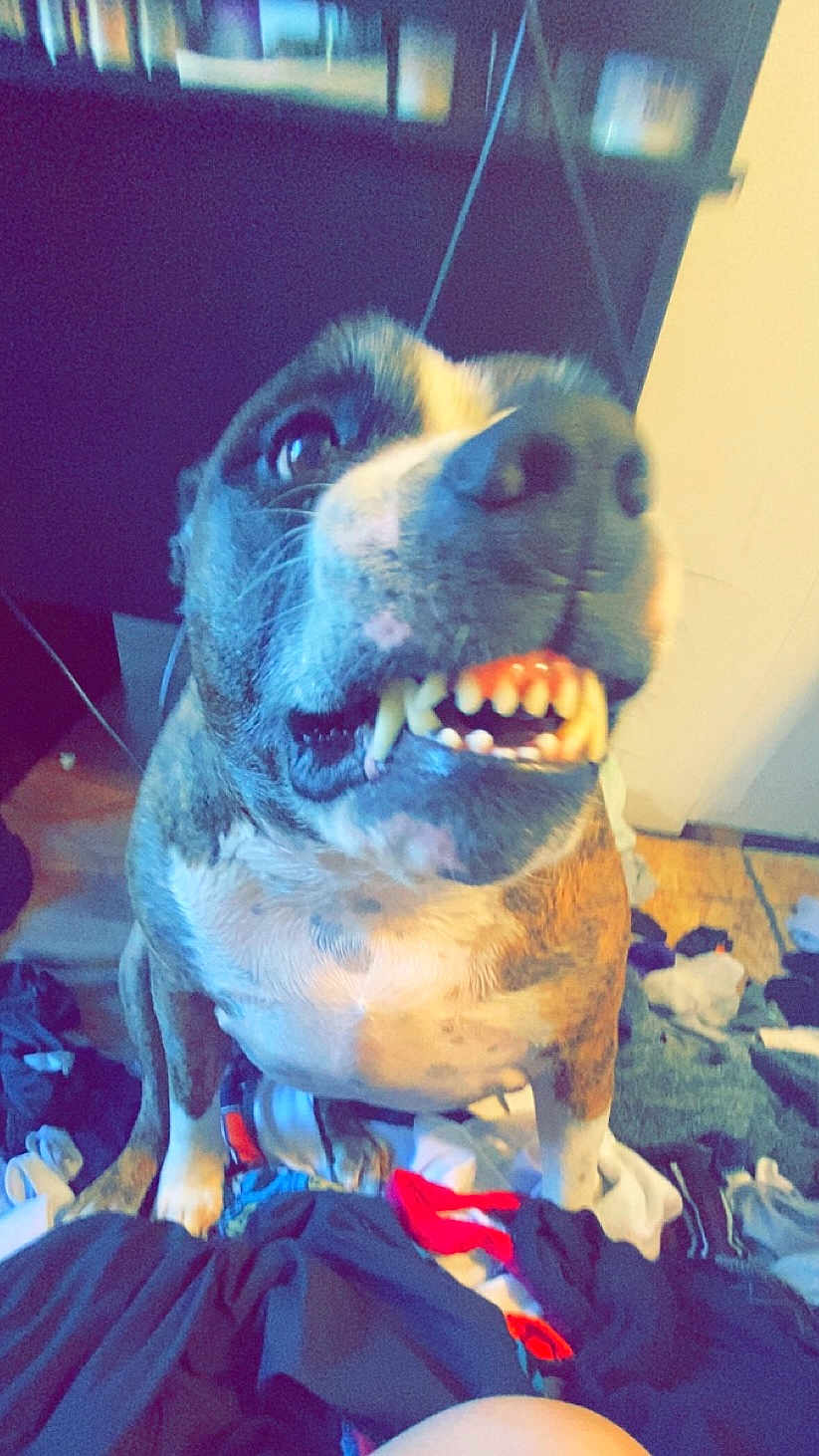 Prince is registered to the contest to win money with this photo: animal, architecture, bodypart, building, canine, dog, face, furniture, head, hound, indoors, mouth, outdoors, person, pet, photography, portrait, puppy, shelter, teeth