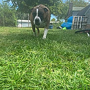 Prince is registered to the contest to win money with this photo: animal, architecture, backyard, building, canine, dog, field, grass, grassland, green, nature, outdoors, park, pet, plant, shelter, summer, tree, vegetation, yard