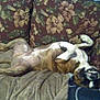 Prince is registered to the contest to win money with this photo: animal, bostonbull, boxer, bulldog, canine, couch, cushion, dog, frenchbulldog, furniture, greatdane, homedecor, hound, person, pet, pitbull, puppy, saintbernard, sleeping