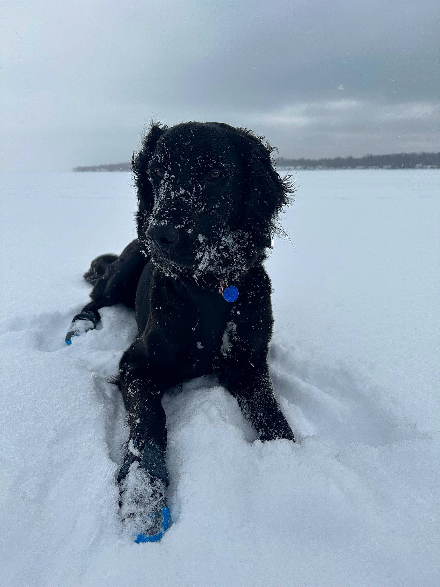 Roary is registered to the contest to win money with this photo: carnivore, collar, companion_dog, dog, dog_breed, dog_clothes, dog_collar, dog_supply, electric_blue, freezing, fur, personal_protective_equipment, playing_in_the_snow, sky, snow, sporting_group, tail, toy_dog, water_dog, winter