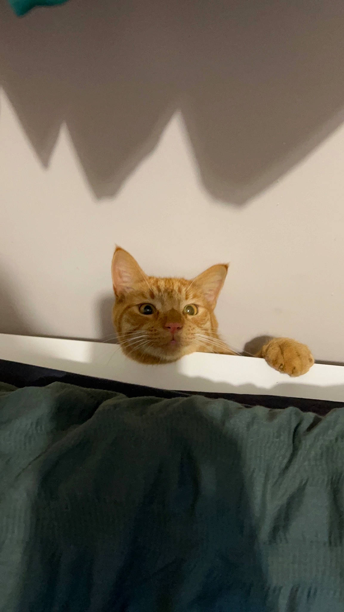 Dougie is registered to the contest to win money with this photo: brown, carnivore, cat, comfort, domestic_short_haired_cat, fawn, felidae, flooring, fur, grey, linens, room, small_to_medium_sized_cats, snout, tail, terrestrial_animal, tire, whiskers, window, wood