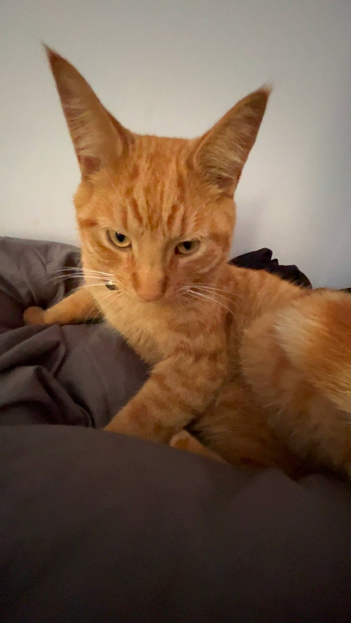 Dougie joined the competition — help win amazing prizes! carnivore, cat, claw, comfort, domestic_short_haired_cat, ear, fawn, felidae, fur, paw, sitting, small_to_medium_sized_cats, snout, tail, terrestrial_animal, whiskers