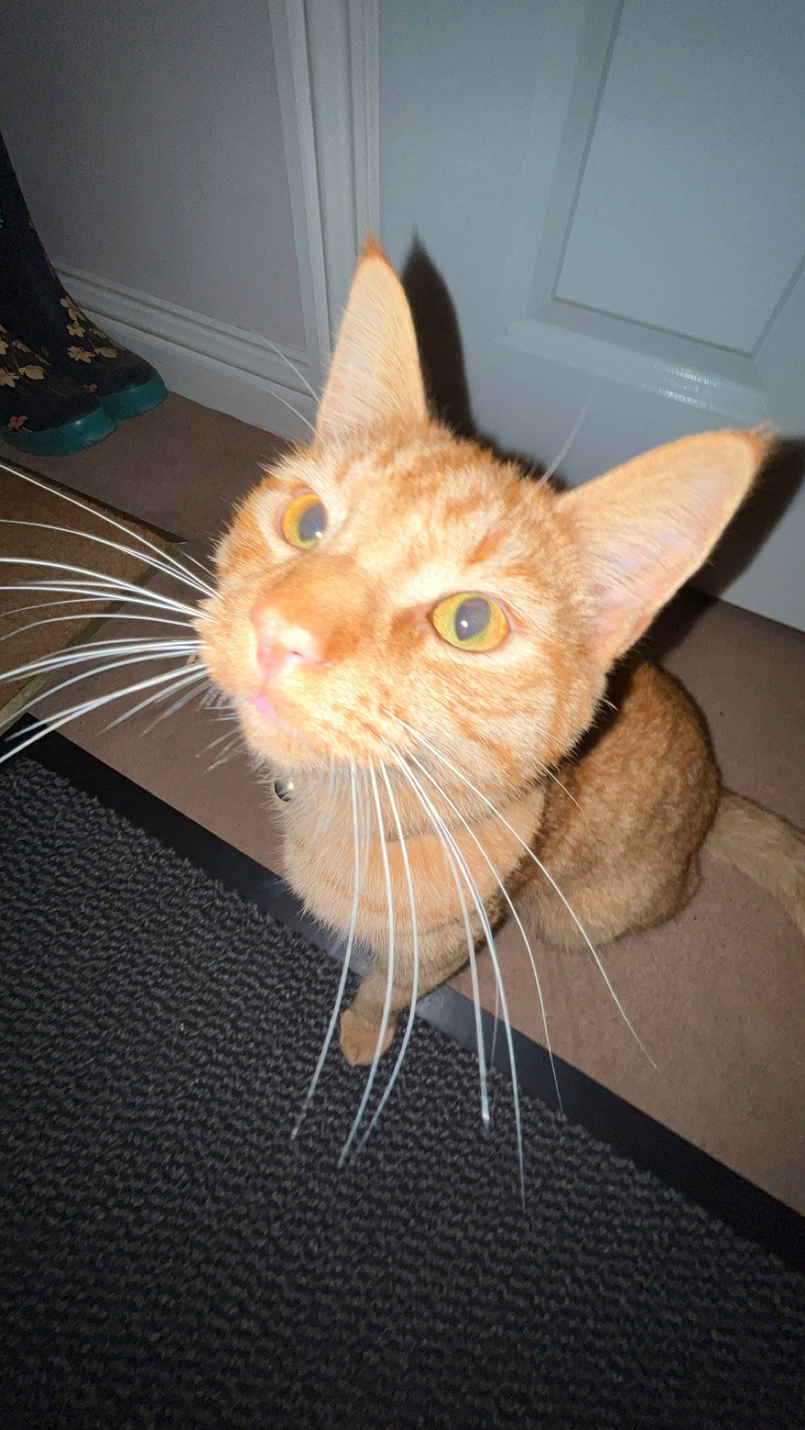 Dougie joined the competition — help win amazing prizes! carnivore, cat, claw, comfort, domestic_short_haired_cat, ear, electric_blue, fawn, felidae, flooring, foot, fur, human_leg, small_to_medium_sized_cats, snout, tail, whiskers, window, wood