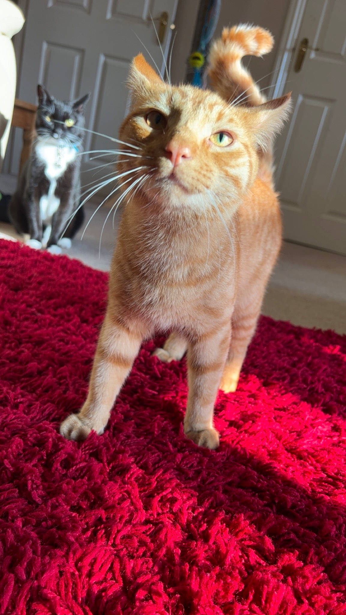 Dougie is registered to the contest to win money with this photo: carnivore, carpet, cat, cat_furniture, claw, domestic_short_haired_cat, fawn, felidae, flooring, foot, fur, human_leg, mammal, mat, paw, small_to_medium_sized_cats, tail, vertebrate, whiskers, woven_fabric