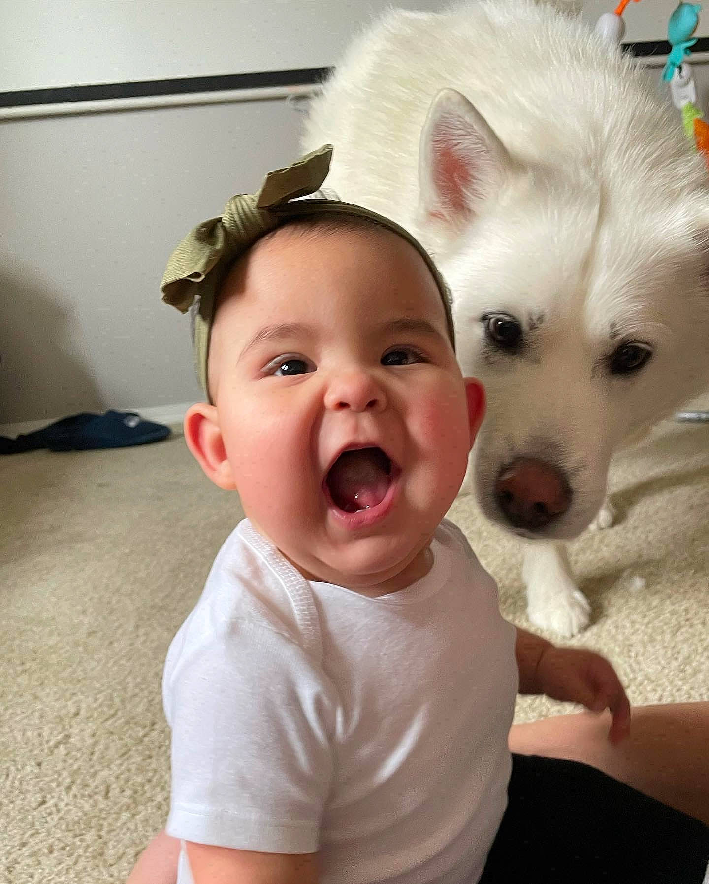 Camila Rose is registered to the contest to win money with this photo: baby_toddler_clothing, carnivore, companion_dog, dog, dog_breed, eye, eyebrow, fawn, gesture, happy, head, iris, jaw, mouth, nose, person, skin, sleeve, smile, spitz