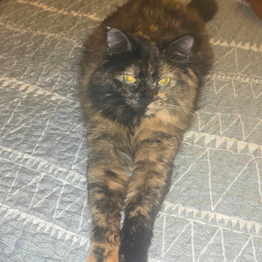 Jeffica joined the competition — help win amazing prizes! animal, bed, bedspread, cat, cozy, cute, domestic, feline, fur, furniture, indoor, pattern, paws, pet, relaxed, resting, sleepy, stretching, tortoiseshell, whiskers