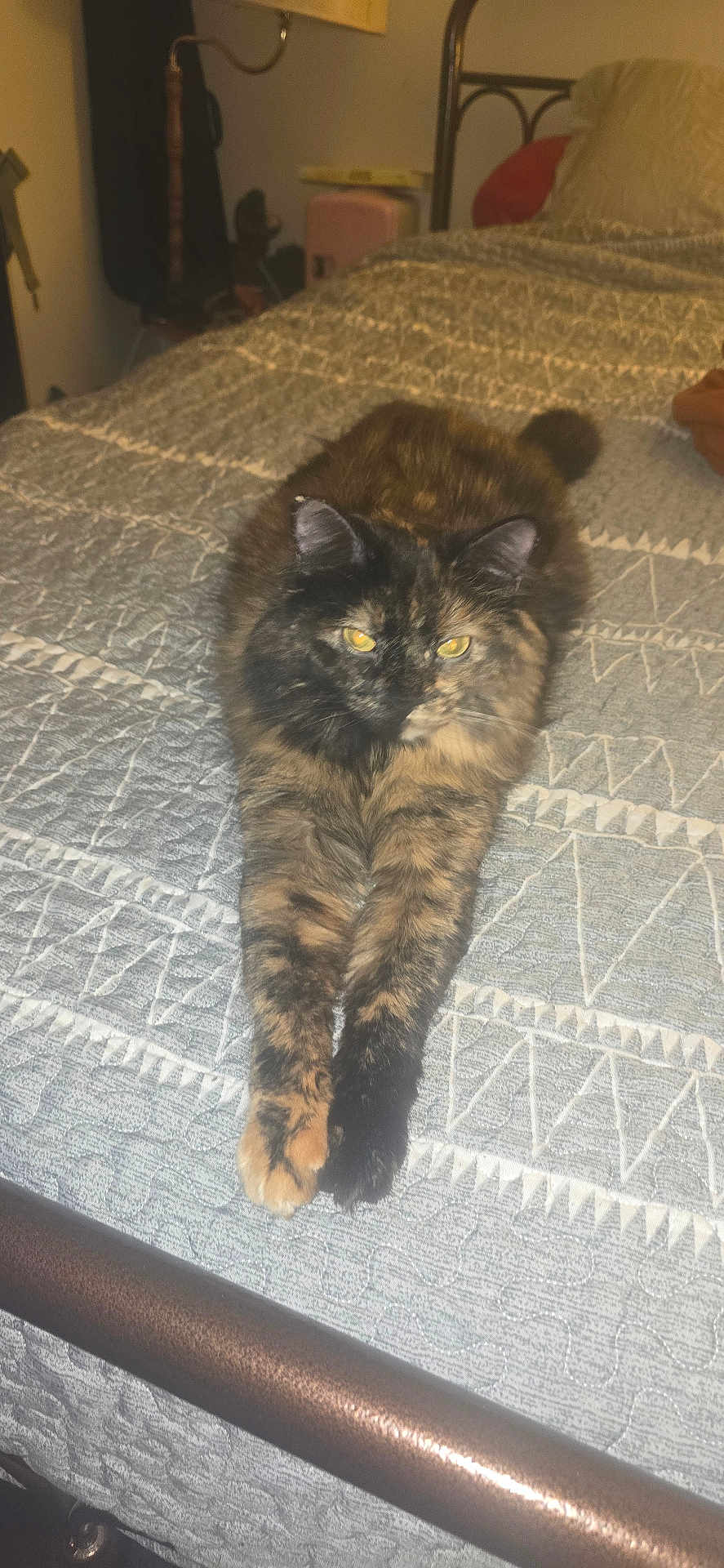 Jeffica joined the competition — help win amazing prizes! animal, bed, bedspread, cat, cozy, cute, domestic, feline, fur, furniture, indoor, pattern, paws, pet, relaxed, resting, sleepy, stretching, tortoiseshell, whiskers
