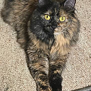Jeffica is registered to the contest to win money with this photo: animal, carpet, cat, closeup, cozy, crossed_paws, cute, feline, fur, indoor, mammal, pet, pink, playful, relaxed, tortoiseshell, toy, whiskers, yellow_eyes, zebra_pattern