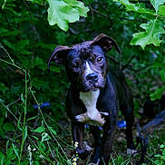 Sweetheart is registered to the contest to win money with this photo: dog, animal, outdoor, forest, greenery, leaves, wildflowers, nature, canine, pet, curious, alert, black_and_white, portrait, grass, plants, ground, young_dog, eyes, ears