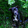dog, animal, outdoor, forest, greenery, leaves, wildflowers, nature, canine, pet, curious, alert, black_and_white, portrait, grass, plants, ground, young_dog, eyes, ears